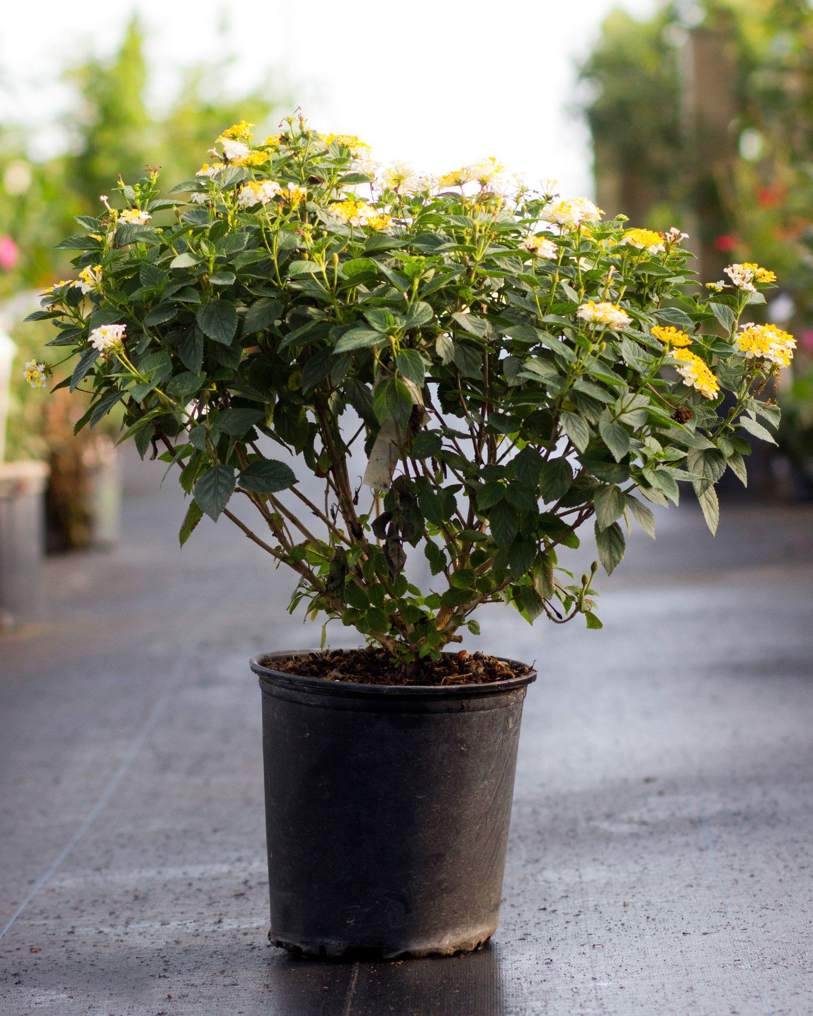 Bandana Lemon Zest Lantana yellow white flowers Bandana Lemon Zest Lantana with yellow and white flowers in a black nursery container