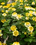 Bandana Lemon Zest Lantana with clusters of yellow and white flowers among dark green foliage