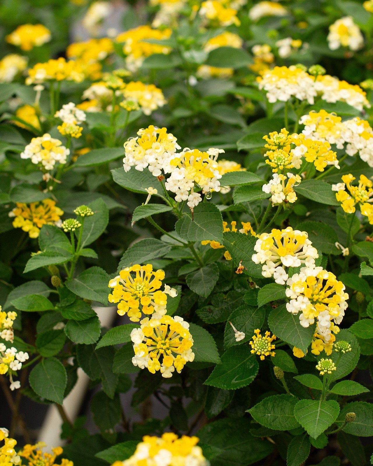 Bandana Lemon Zest Lantana yellow white flowers Bandana Lemon Zest Lantana with clusters of yellow and white flowers among dark green foliage