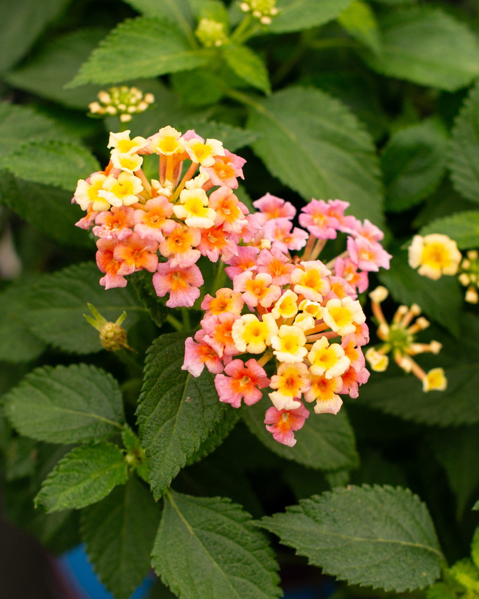 Bandana Peach Lantana peach flowers Bandana Peach Lantana with clusters of peach, pink and yellow flowers among green leaves