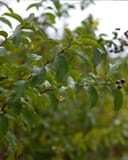 Basham's Party Pink Crape Myrtle with green leaves and dark seed pods on branching stems