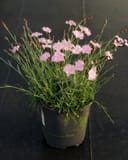Bath's Pink Dianthus with slender green foliage and pale pink flowers in a nursery container
