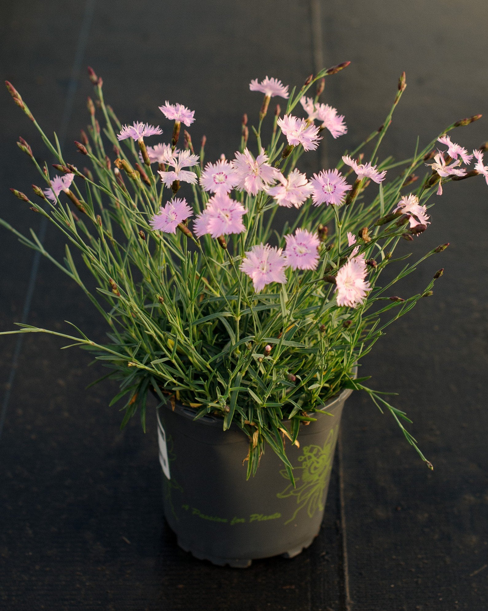 Bath's Pink Dianthus pink flowers Bath's Pink Dianthus with slender green foliage and pale pink flowers in a nursery container