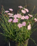 Bath's Pink Dianthus with delicate pink flowers and narrow green foliage in a black container