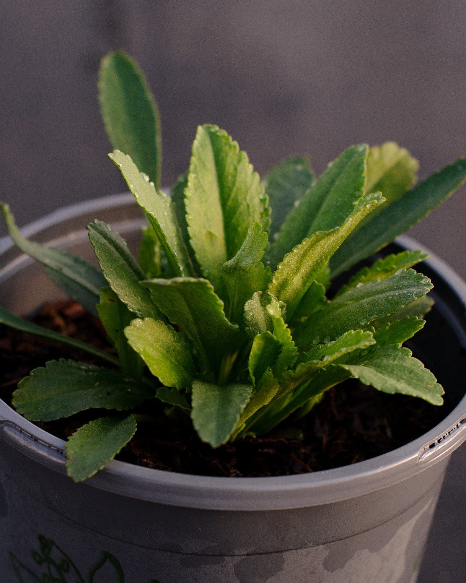 Becky Shasta Daisy serrated foliage Becky Shasta Daisy with bright green serrated leaves growing in a nursery container