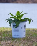 Bells and Whistles Bellflower with lush green leaves in a Proven Winners container on grass