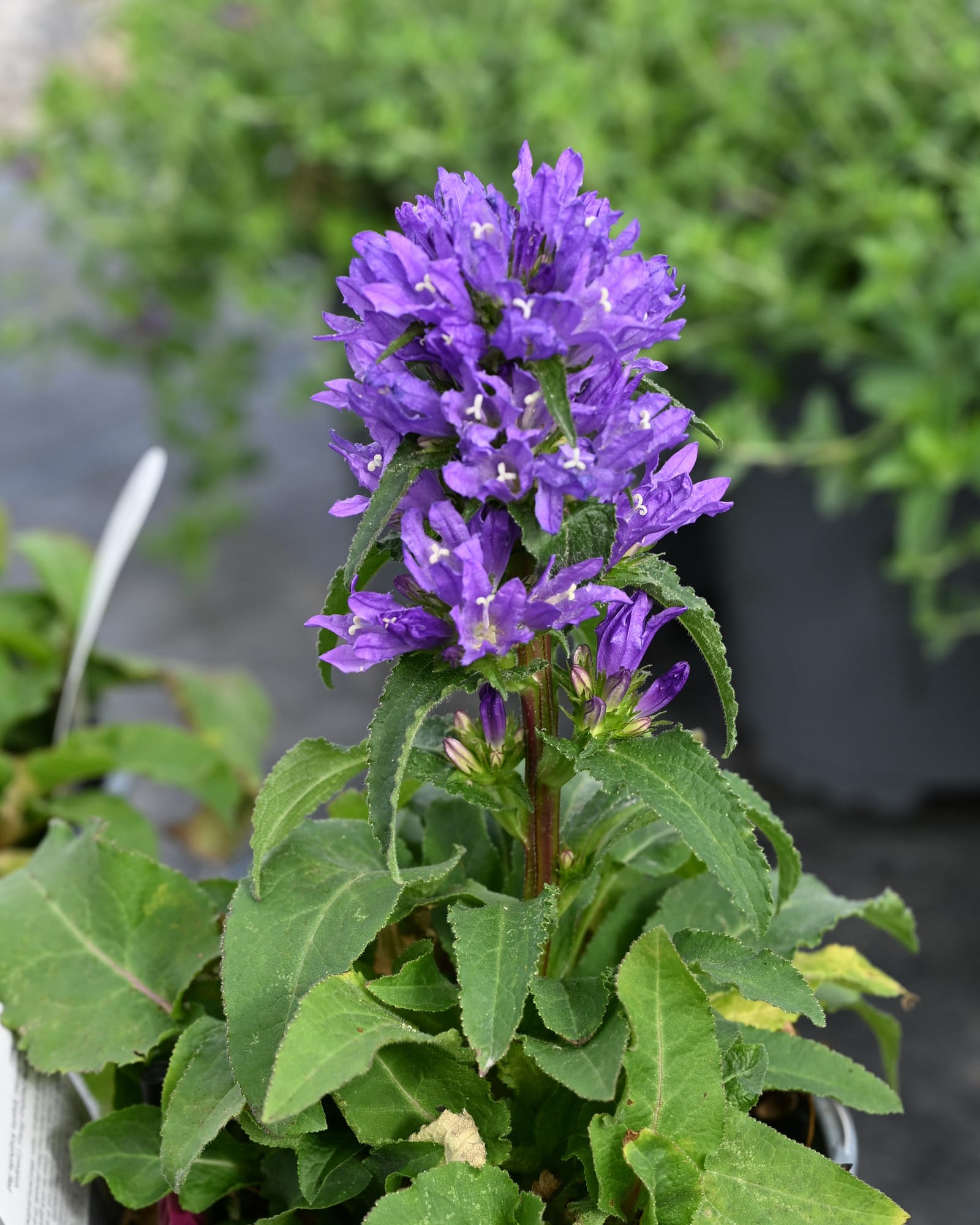 Bells and Whistles Bellflower purple flowers Bells and Whistles Bellflower with clusters of purple flowers and green foliage in a nursery container