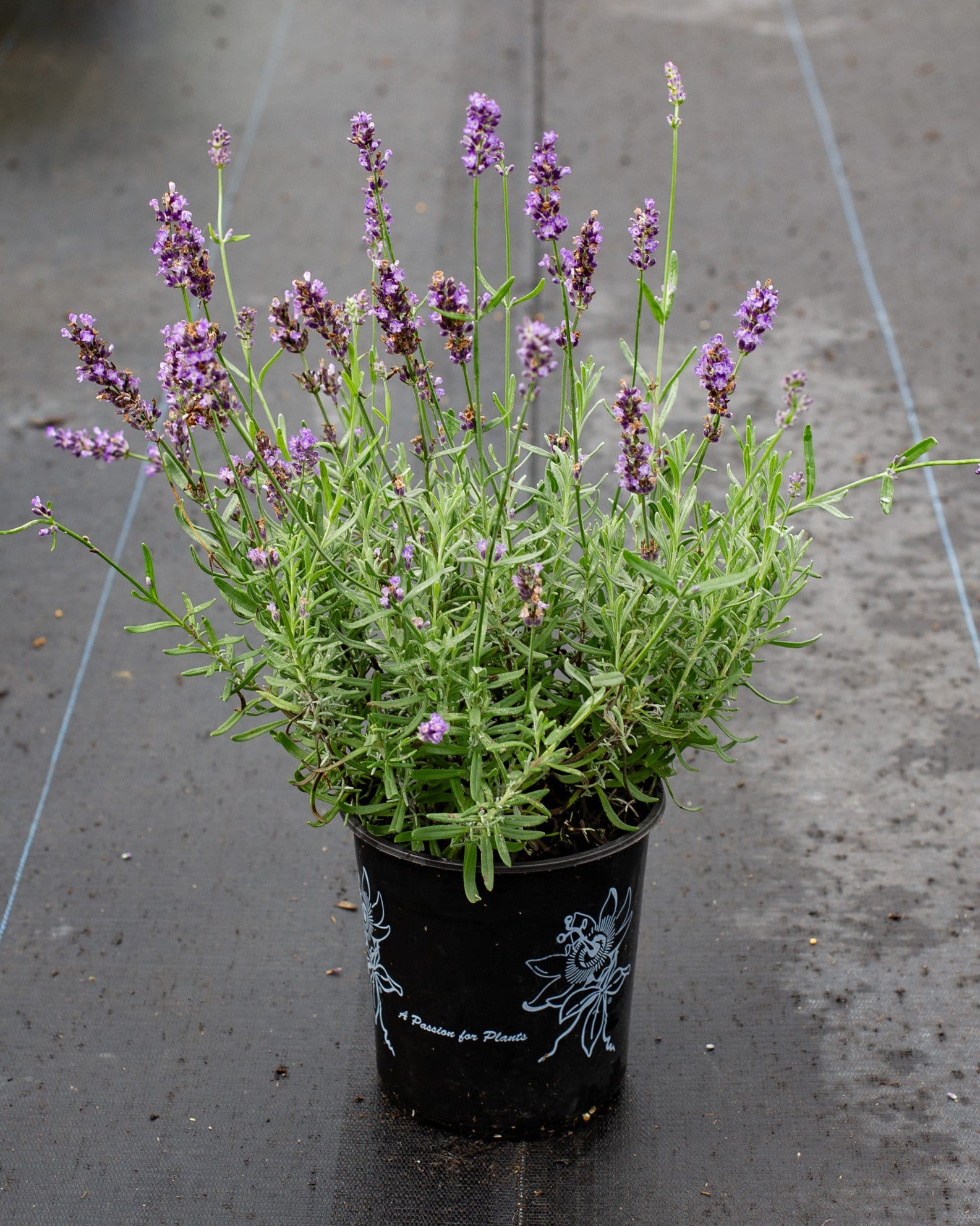 Big Time Blue Lavender purple flower spikes Big Time Blue Lavender with slender green foliage and purple flower spikes in a black nursery container