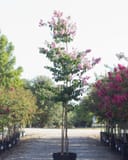 Biloxi Crape Myrtle with pink flower clusters in a nursery container row