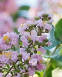 Biloxi Crape Myrtle with clusters of pale pink flowers and unopened buds
