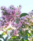 Biloxi Crape Myrtle with abundant clusters of pale pink flowers and glossy green leaves