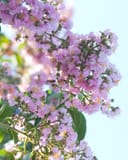 Biloxi Crape Myrtle branches covered in clusters of light pink flowers against a bright sky