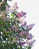 Biloxi Crape Myrtle with abundant clusters of pale purple flowers and green leaves