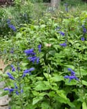 Black & Blue Salvia with vivid blue flowers and lush green foliage in a garden bed