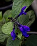 Black & Blue Salvia with vivid blue-purple flowers and textured green leaves