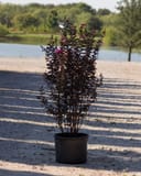 Black Diamond Purely Purple Crape Myrtle with dark purple foliage and pink flowers in a nursery container