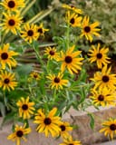 Black-eyed Susan Rudbeckia with bright yellow flowers and dark centers in a garden bed
