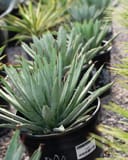Black-Spined Agave with blue-green pointed leaves and dark spines in a nursery container