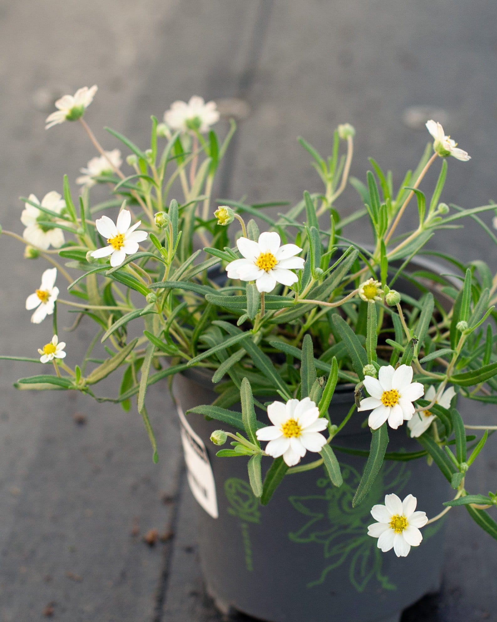 Blackfoot Daisy - view 3