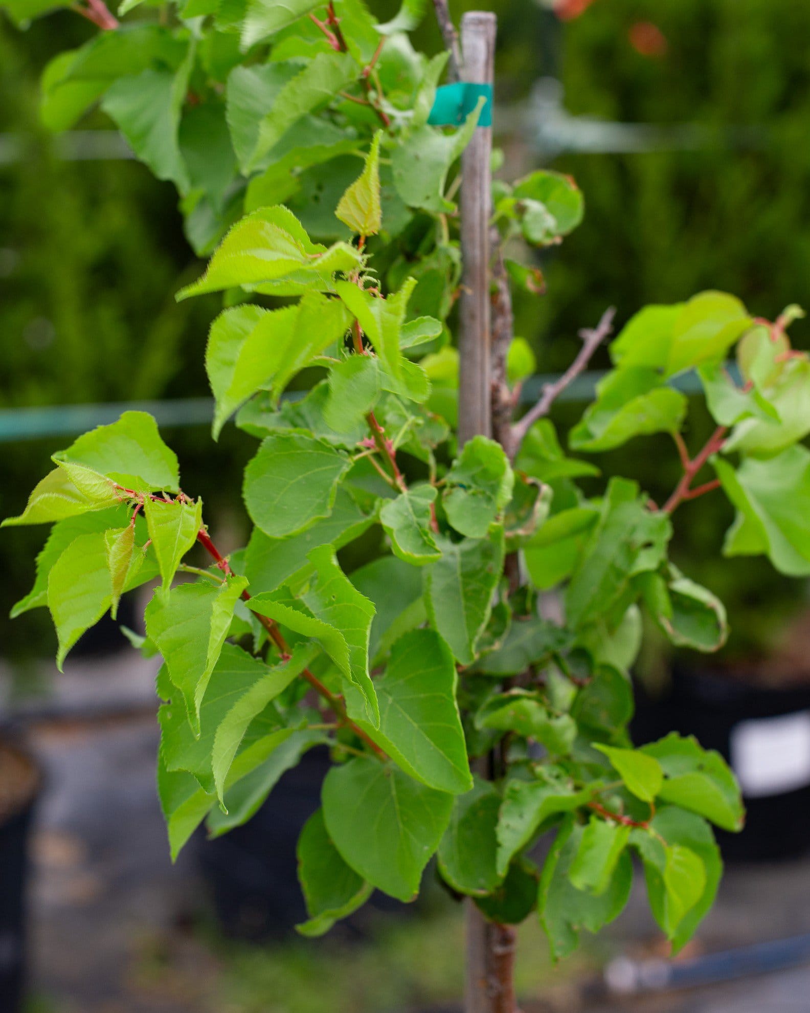 Blenheim Apricot