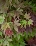 Bloodgood Japanese Maple with layered burgundy and green leaves