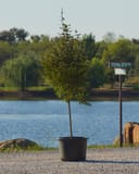 Bloodgood Japanese Maple in a black container beside a pond with upright branching and dark foliage