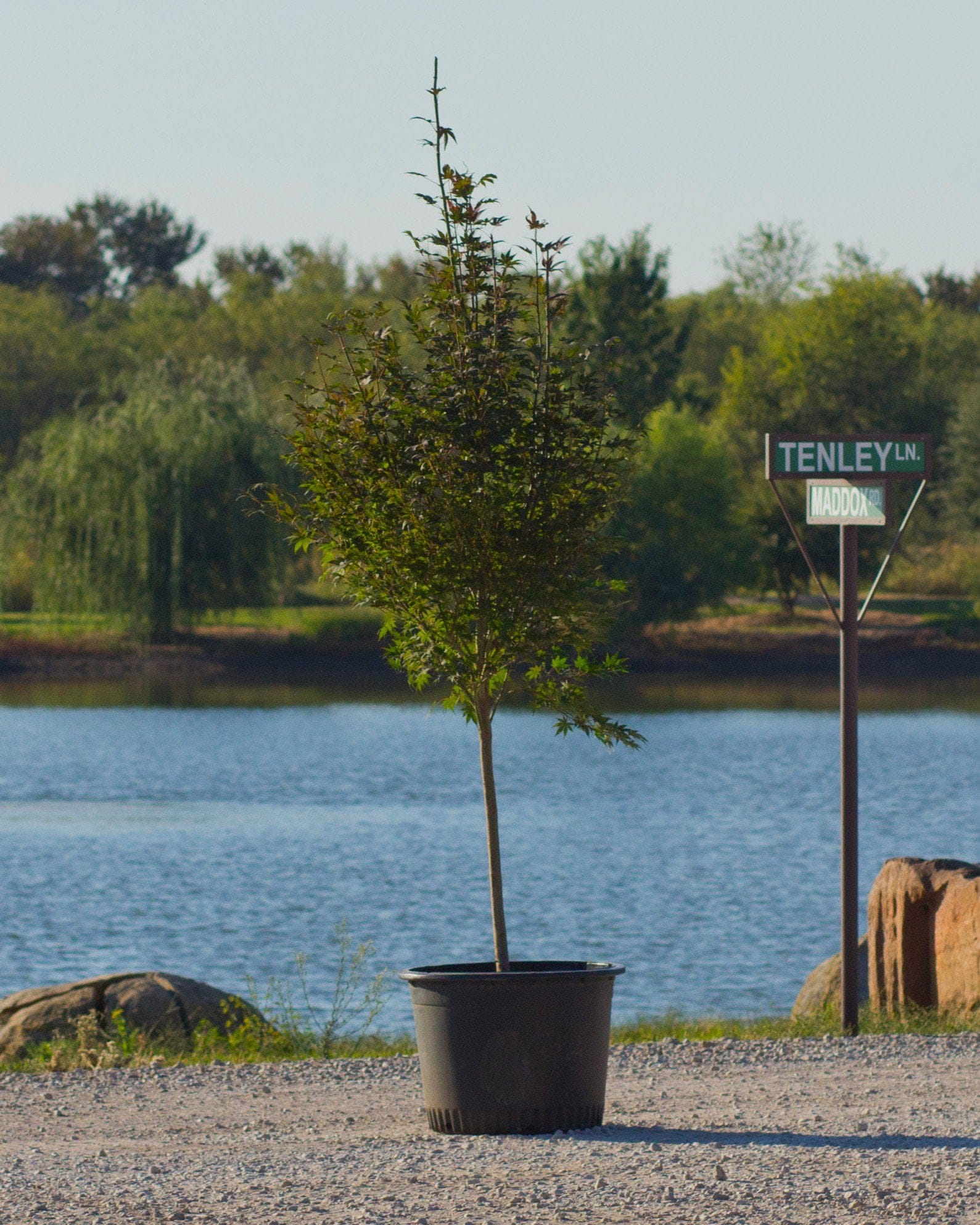 Bloodgood Japanese Maple pondside container Bloodgood Japanese Maple in a black container beside a pond with upright branching and dark foliage