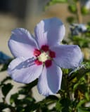 Blue Angel Althea with a large lavender flower and deep red center