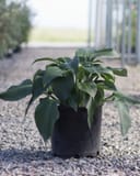 Blue Angel Hosta with large ribbed blue-green leaves in a black nursery container