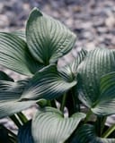 Blue Angel Hosta with large blue-green ribbed leaves growing in a garden bed