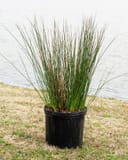 Blue Arrows Rush with tall slender green stems in a black nursery container beside a pond