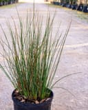 Blue Arrows Rush with tall slender green and brown stems in a black nursery container