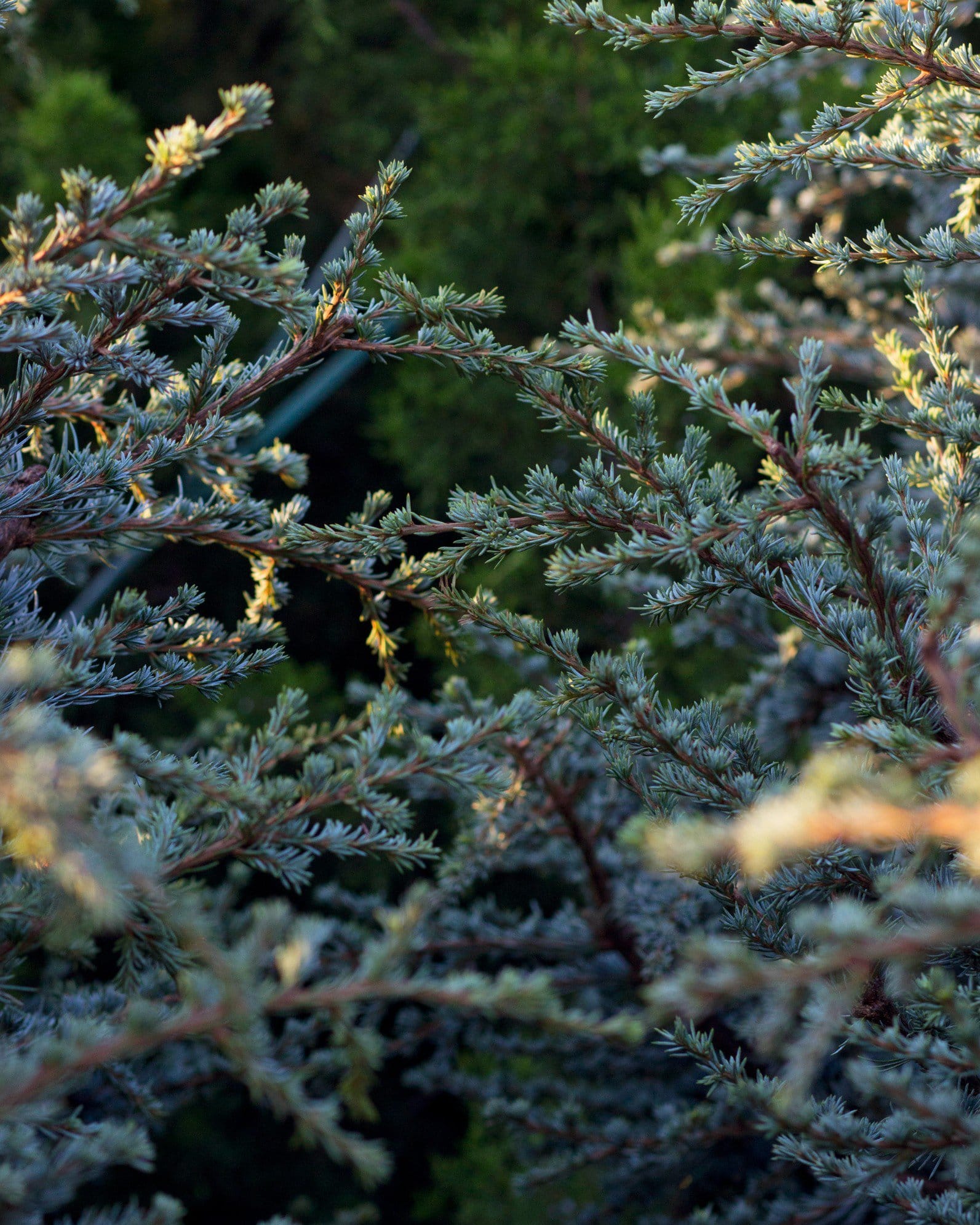 Blue Atlas Cedar Horstmann - view 3