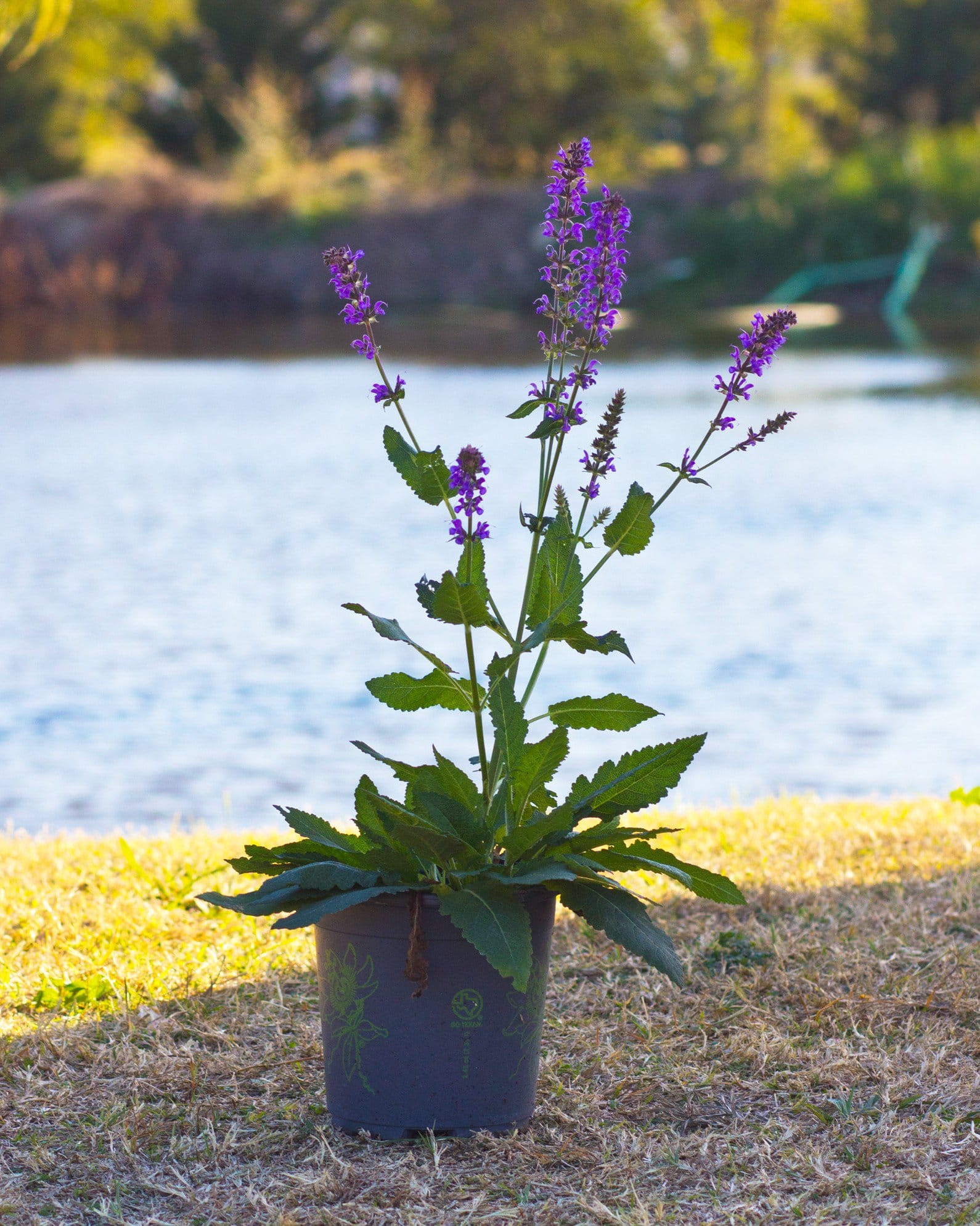 Blue By You Salvia purple flower spikes Blue By You Salvia with purple flower spikes in a nursery container beside a pond