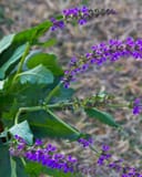 Blue By You Salvia with vivid purple flowers and green foliage in a garden bed