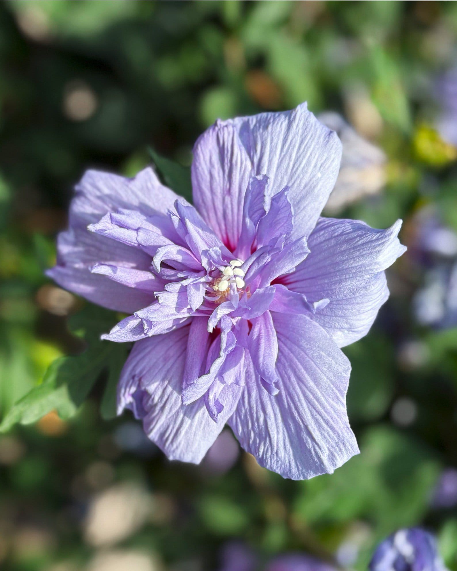 Blue Chiffon Althea Tree Form lavender flower Blue Chiffon Althea Tree Form with a large ruffled lavender flower and deep red center