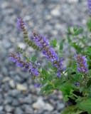 Blue Hill Salvia with purple flower spikes and green foliage beside a gravel bed