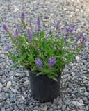 Blue Hill Salvia with purple flower spikes in a black nursery container on gravel