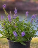 Blue Hill Salvia with purple flower spikes and green foliage in a black nursery container
