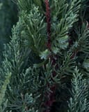Blue Point Juniper with dense blue-green needle-like foliage and reddish-brown stems