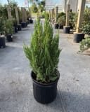 Blue Point Juniper with upright blue-green foliage in a black nursery container