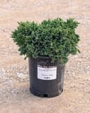 Blue Star Juniper with dense blue-green foliage in a black nursery container