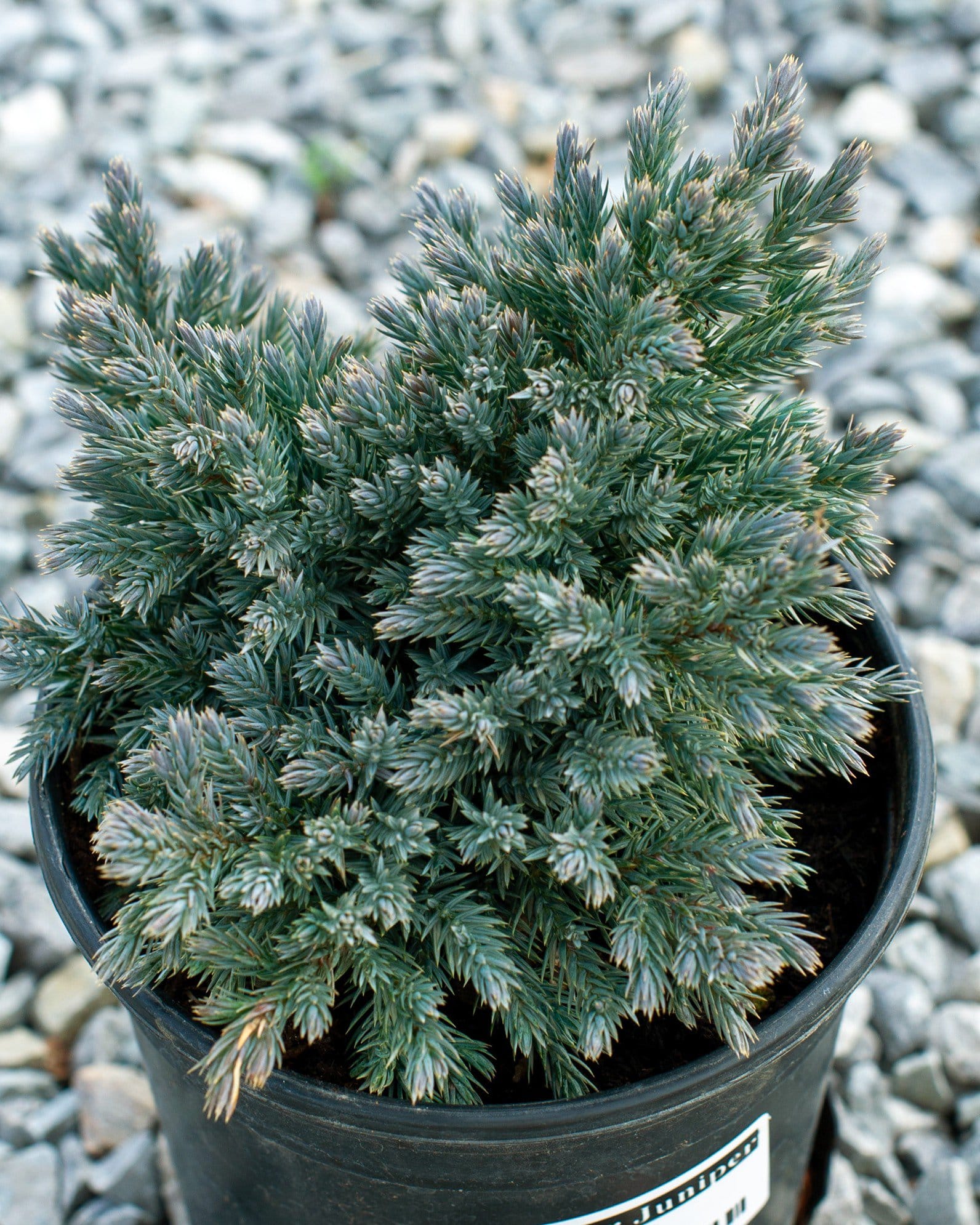 Blue Star Juniper blue green foliage Blue Star Juniper with dense blue-green needle-like foliage in a black nursery container