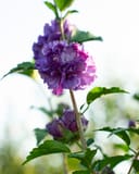 Blueberry Smoothie Althea with layered purple flowers and green leaves