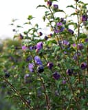 Blueberry Smoothie Althea with purple flowers and buds growing among green foliage