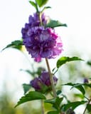 Blueberry Smoothie Althea Tree Form with ruffled purple flowers and green leaves
