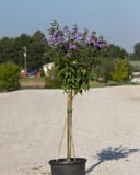 Blueberry Smoothie Althea Tree Form with purple flowers in a nursery container