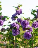 Blueberry Smoothie Althea Tree Form with abundant double purple flowers and green foliage