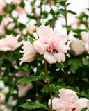 Blushing Bride Althea Tree Form with pale pink double flowers and green foliage