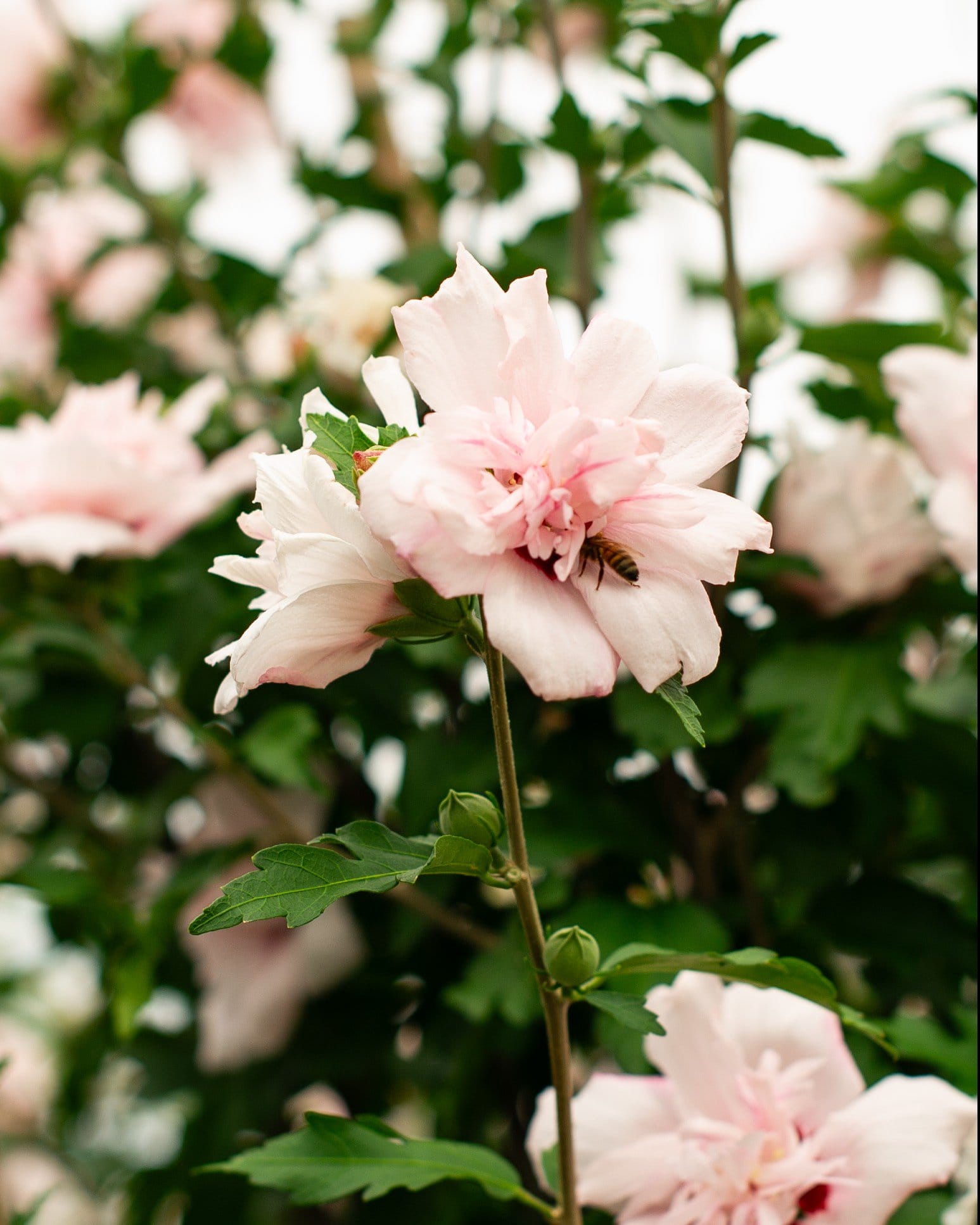 Blushing Bride Althea Tree Form - view 2